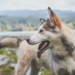 A Siberian Huskey called Donkey photographed in Vancouver, Canada.