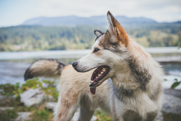 A Siberian Huskey called Donkey photographed in Vancouver, Canada.