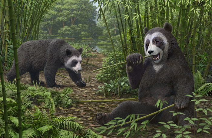 Image1_Ailurarctos reconstruction