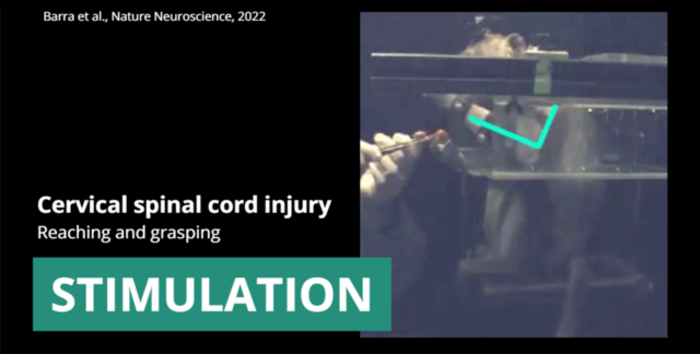 Electrical Stimulation Improves Arm Control in Paralyzed Monkeys