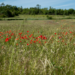 Poppy field