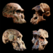 Sterkfontein skulls