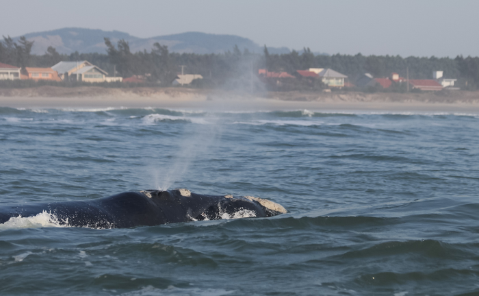 Southern right whale