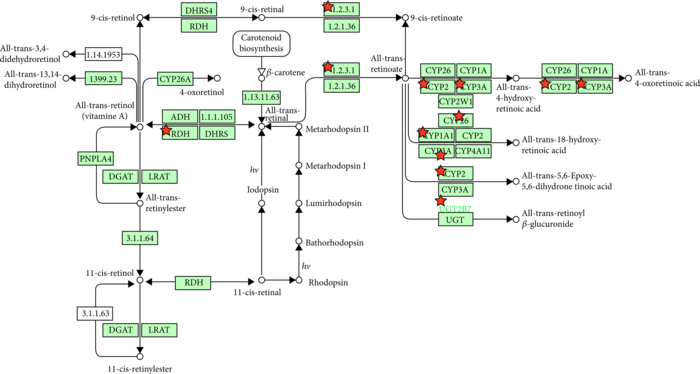 The process of retinol metabolism. Red asterisks represent differential proteins.