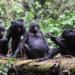 Shared grooming among bonobos