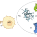 LAG3 Crystal Structure