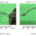 Tendon-specific gain-of-function mutation of Piezo1 enhances jumping power