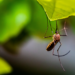 An image of a mosquito on a leaf.