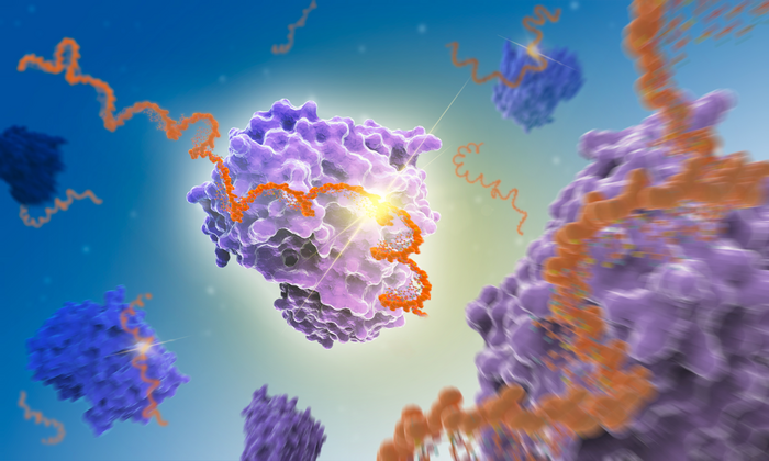 Interaction between messenger RNA and ENO1