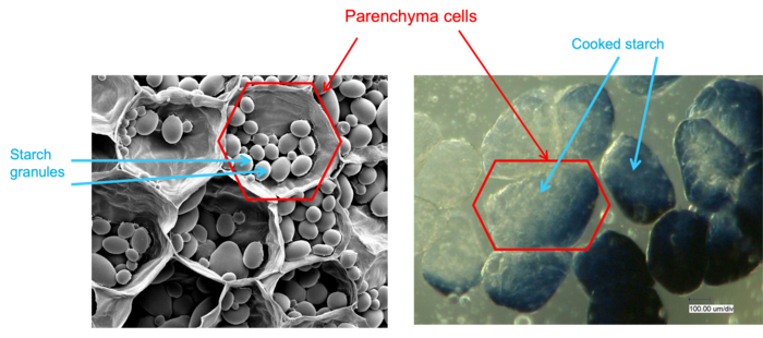 Potato structure