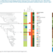 Phylogeny of identified strain