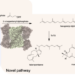 Novel pathway for the biosynthesis of triterpenes