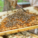 A honeycomb from a beehive