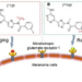 Metabotropic glutamate receptor 1(GRM1) based theranostics.