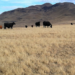 Fire danger reduced through grazing reduction of cheatgrass