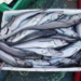 Pacific whiting