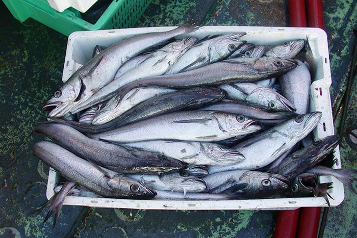 Pacific whiting