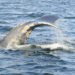 Injured Right Whale