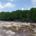 Mangrove forests