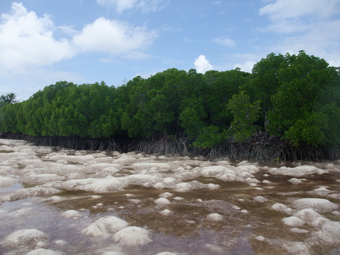 Mangrove forests