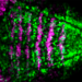 Figure CEP: Notch activity (green) in embryonic brain stem cells (magenta).