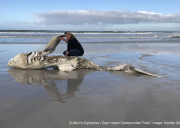 Lead author Alison Towner with the carcass of a Great White Shark, washed up on shore following an Orca attack. ©Marine Dynamics/ Dyer Island Conservation Trust. Image by Hennie Otto