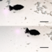 Tiny fish-shaped robot ‘swims’ around picking up microplastics