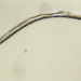 Unraveling Sex Determination in Bursaphelenchus Nematodes: A Path Towards Pest-control