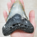 Megalodon tooth