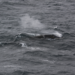 Fin Whale in the Southern Ocean