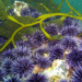 Purple Urchins