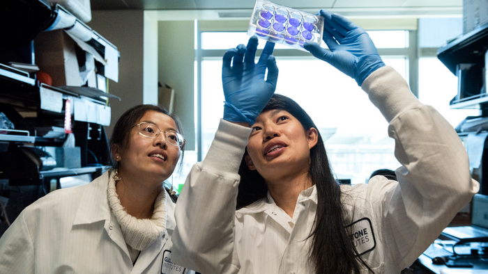 Gladstone researchers Tongcui Ma and Irene Chen