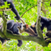 Group of hunting chimpanzees