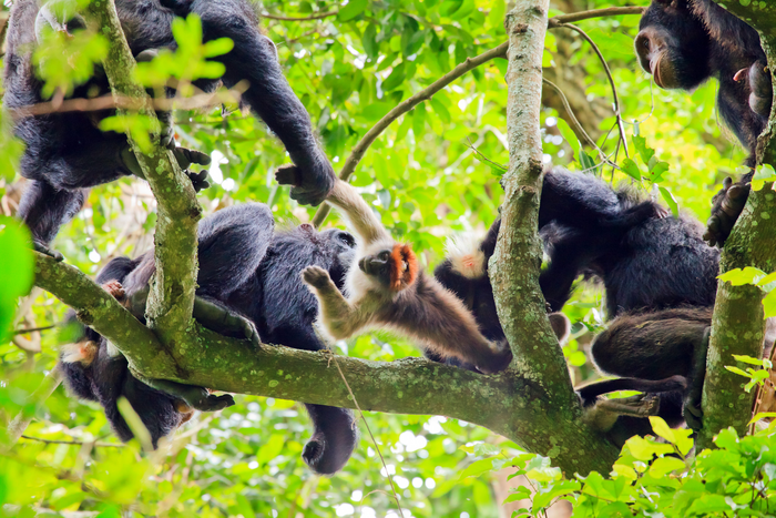 Group of hunting chimpanzees