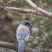 Scrub jay