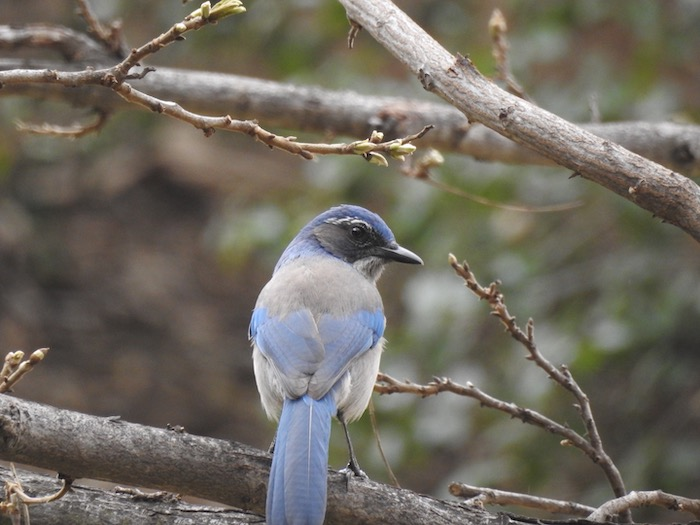 Scrub jay