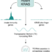 Graphical abstract