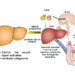 Involvement of the liver-gut peripheral neural axis in nonalcoholic fatty liver disease pathologies via hepatic HTR2A