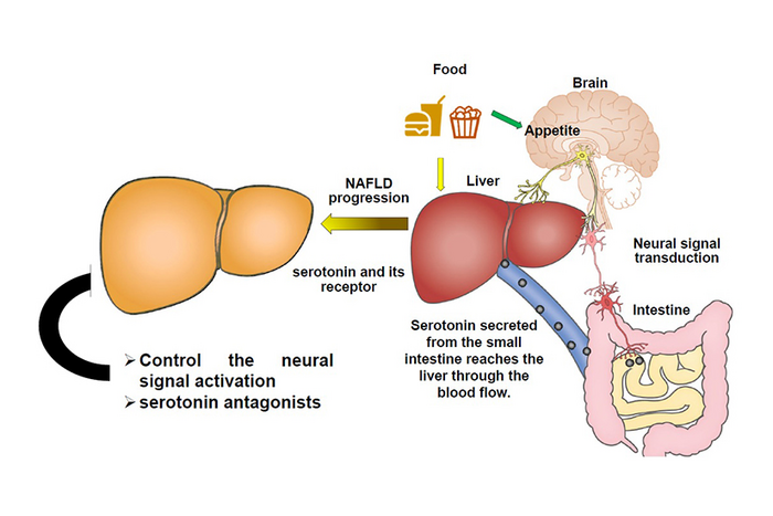 Involvement of the liver-gut peripheral neural axis in nonalcoholic fatty liver disease pathologies via hepatic HTR2A