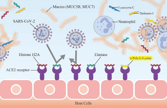 Healthy saliva prevents viruses from infecting cells.