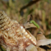 Fall armyworm infestation on maize