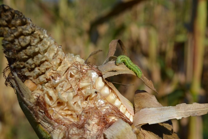 Fall armyworm infestation on maize