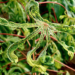 Cassava Plant Showing Severe Disease Symptoms