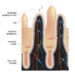 Cross section of intestinal epithelium