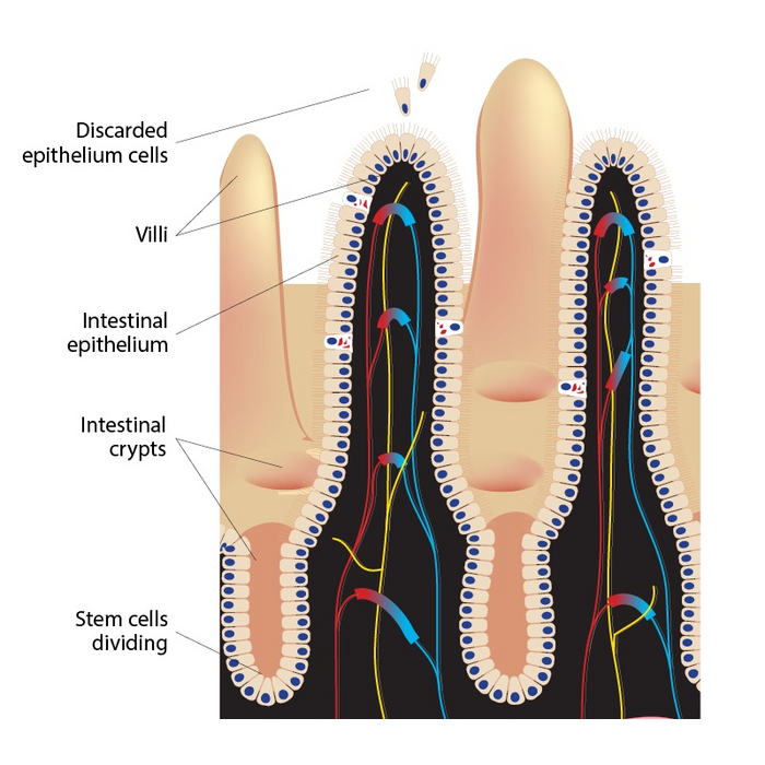 Cross section of intestinal epithelium