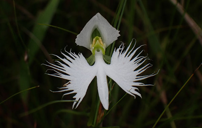 Figure 1: Habenaria radiata