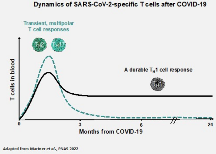 Th1 cells