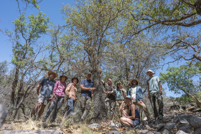 Researcher group finds Quercus tardifolia