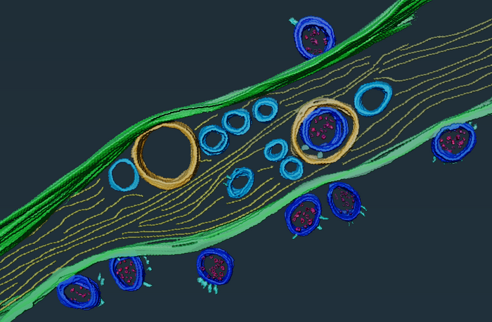 SARS-CoV-2 viral particles inside and on the surface of a nanotube