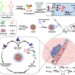 Preparation of biomimetic formulation and tumor inhibition mechanism